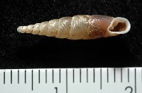 泰武煙管蝸牛(新種)藏品圖，第2張