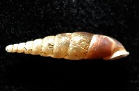 泰武煙管蝸牛(新種)藏品圖，第3張