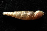 泰武煙管蝸牛(新種)藏品圖，第4張