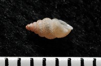 石山芝麻蝸藏品圖，第2張
