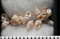 石山芝麻蝸藏品圖，第4張