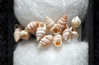 石山芝麻蝸藏品圖，第5張