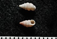石山芝麻蝸藏品圖，第2張