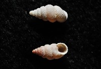 石山芝麻蝸藏品圖，第3張