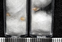 水田芝麻蝸藏品圖，第7張