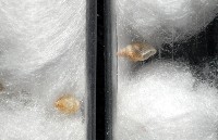 水田芝麻蝸藏品圖，第8張