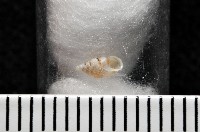 水田芝麻蝸藏品圖，第8張