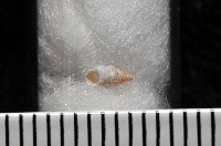 水田芝麻蝸藏品圖，第6張