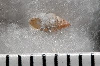 水田芝麻蝸藏品圖，第7張