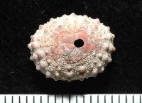 環棘偏海膽藏品圖，第1張