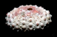 環棘偏海膽藏品圖，第3張
