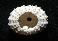 環棘偏海膽藏品圖，第5張