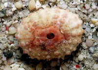 環棘偏海膽藏品圖，第7張