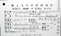 環棘偏海膽藏品圖，第8張