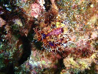 白棘三列海膽藏品圖，第2張