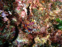 白棘三列海膽藏品圖，第3張