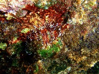 白棘三列海膽藏品圖，第4張