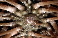 梅氏長海膽藏品圖，第3張