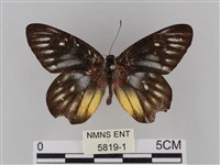 豔粉蝶藏品圖，第1張