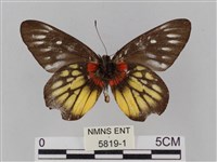 豔粉蝶藏品圖，第2張