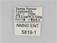 豔粉蝶藏品圖，第3張