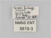 樺斑蝶藏品圖，第3張