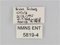 樺斑蝶藏品圖，第3張