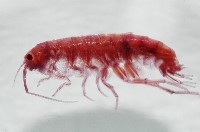 新種蘭嶼端足類藏品圖，第2張