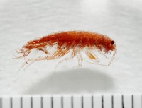 新種蘭嶼端足類藏品圖，第1張