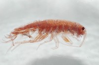 新種蘭嶼端足類藏品圖，第2張