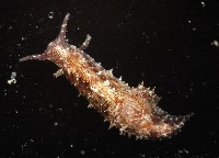 條紋背肛海兔藏品圖，第2張