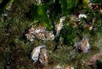 條紋背肛海兔藏品圖，第4張