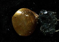 未知種酸漿貝(腕足類)藏品圖，第3張