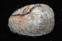 未知種高星海膽藏品圖，第3張