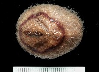 未知種高星海膽藏品圖，第1張