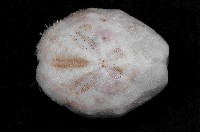 未知種高星海膽藏品圖，第2張