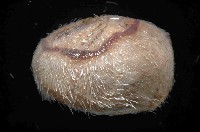未知種高星海膽藏品圖，第3張