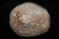 未知種高星海膽藏品圖，第4張