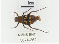 黃肩長腳花金龜藏品圖，第1張