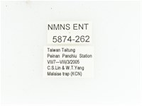 黃肩長腳花金龜藏品圖，第2張