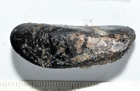 臺灣深海殼菜蛤藏品圖，第1張