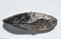 臺灣深海殼菜蛤藏品圖，第3張
