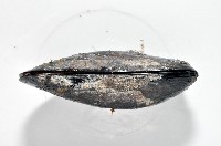 臺灣深海殼菜蛤藏品圖，第4張
