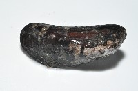 臺灣深海殼菜蛤藏品圖，第5張