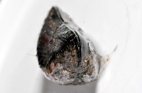 臺灣深海殼菜蛤藏品圖，第6張