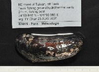 臺灣深海殼菜蛤藏品圖，第8張