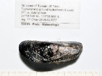 臺灣深海殼菜蛤藏品圖，第9張