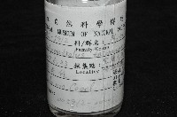 臺灣深海殼菜蛤藏品圖，第11張