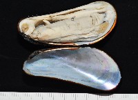 臺灣深海殼菜蛤藏品圖，第1張