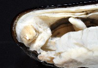 臺灣深海殼菜蛤藏品圖，第3張